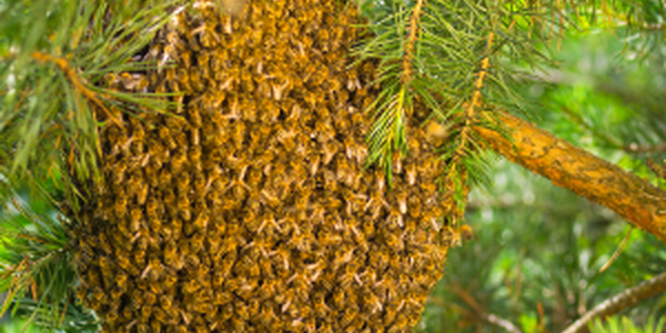 swarm of bees on tree needing removal